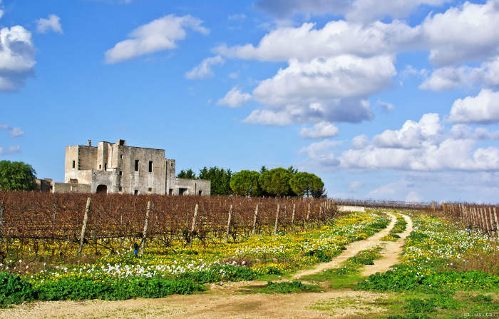 Top 3 half day negroamaro wine tours in Puglia