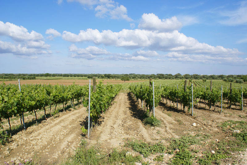 vineyards-wines-of-puglia-apulia-salento-italy