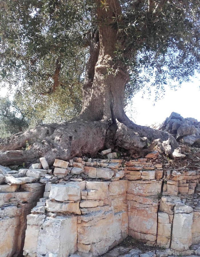 ancient-olive-tree-puglia-itria-valley