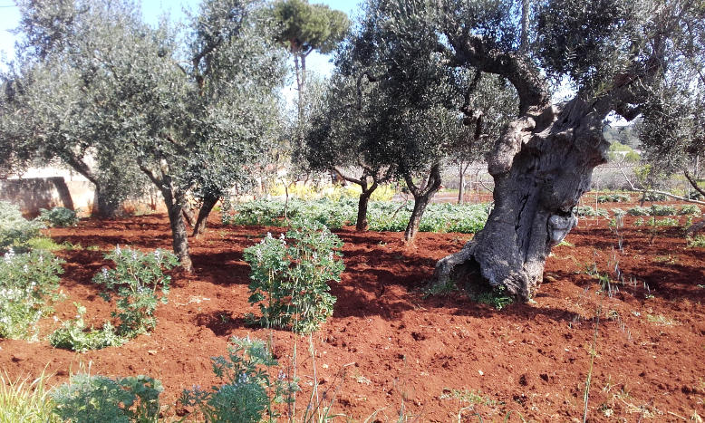 olive-tree-ceglie-messapica
